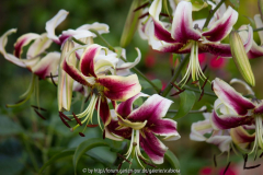 'Scheherazade'