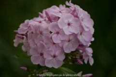 Phlox pan. 'Charlotte Blanchet'