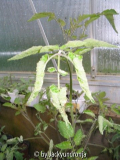 kranke tomate++