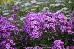 Phlox 'Dorffreude'