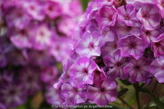 Phlox Uspech/Laura ?