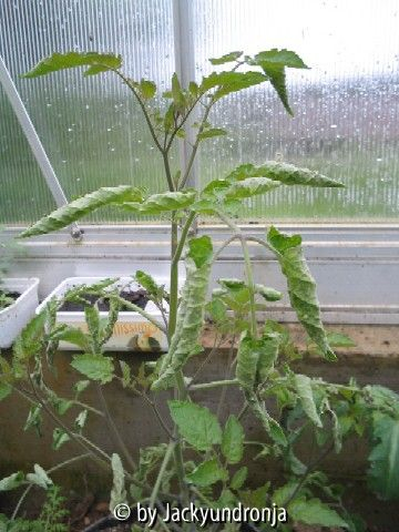kranke tomate+++