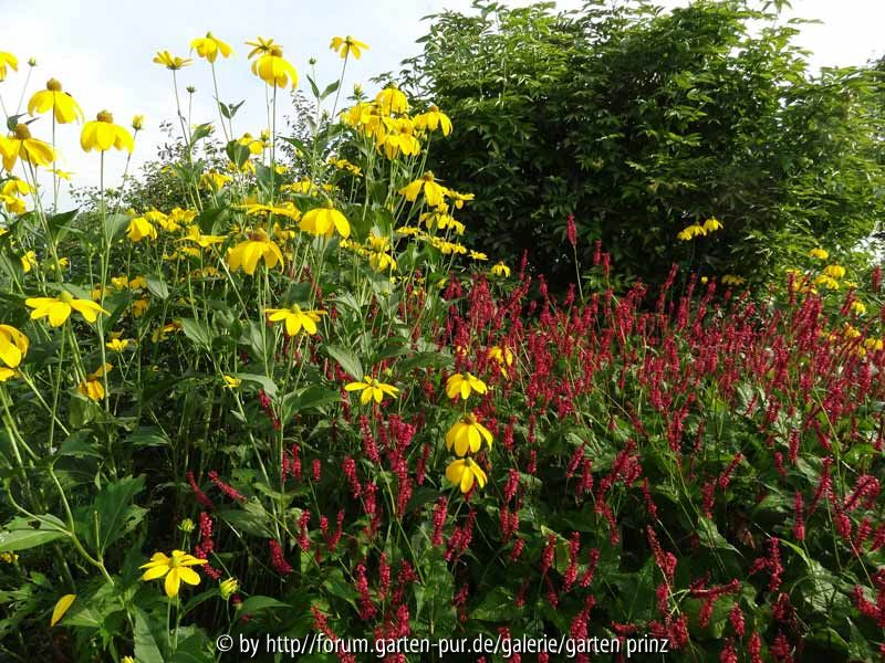 Persicaria amplexicaulis Speciosus mit Rudbeckia nitida Herbstsonne August 2013