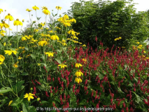 Persicaria amplexicaulis Speciosus mit Rudbeckia nitida Herbstsonne August 2013