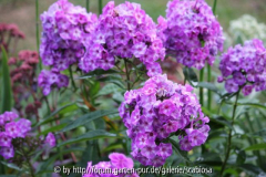 Phlox Laura/Uspech?, Habitus