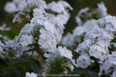 Phlox. 'Elfe'