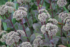 Sedum 'Matrona' Aug. 2013