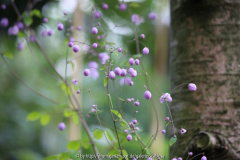 Thalictrum del. 'Splendide