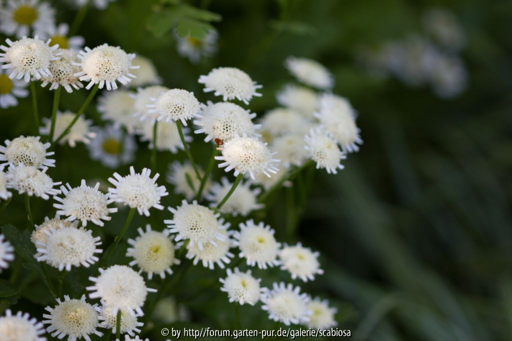 Tanacetum Aug. 2013