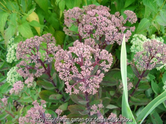 Sedum Smlg. August 2013