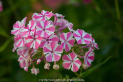 Phlox maculata 'Natascha'