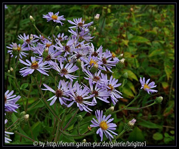 Aster