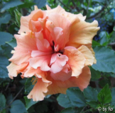 Uralt Apricot gefüllt