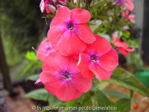 Phlox p. 'Coral Flame'