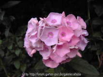 Phlox p. 'Landpartie'