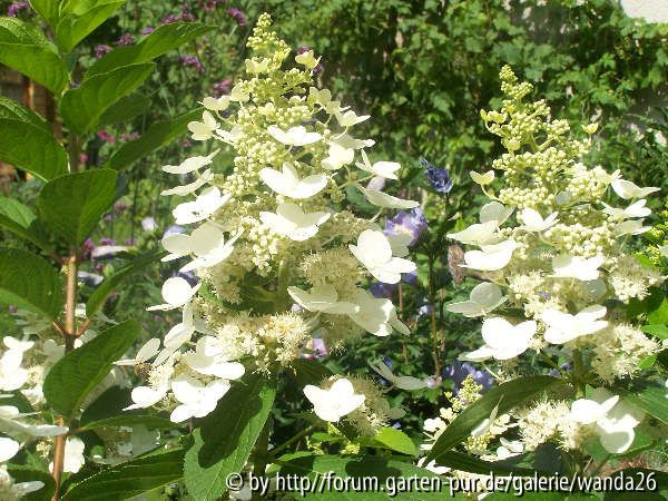 Hydrangea paniculata Grandiflora?
