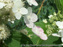 Hydrangea paniculata Grandiflora?
