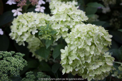 Hydrangea pan. 'Little Lime'
