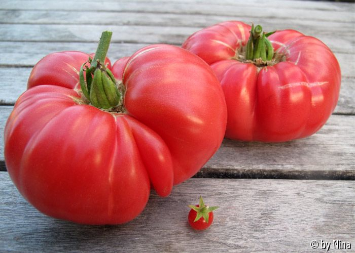 Die dicksten und die kleinste Tomate
