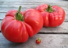 Die dicksten und die kleinste Tomate