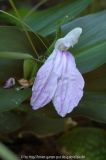 rosc purp1.jpg