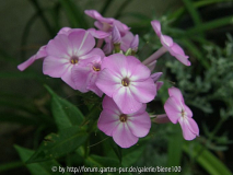 Sämling Phlox 1.jpg