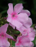 Phlox Sämling 2.jpg