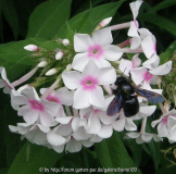 Phlox Europa Holzbiene.jpg