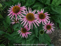 Sämling Echinacea gedrehte B_.jpg