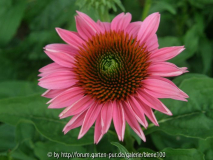 Sämling Echinacea.jpg