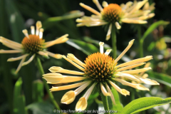 Echinacea eigenartige Blätter