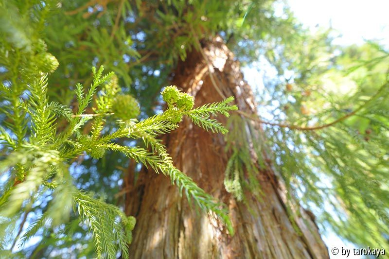 cryptomeria jap. früchte