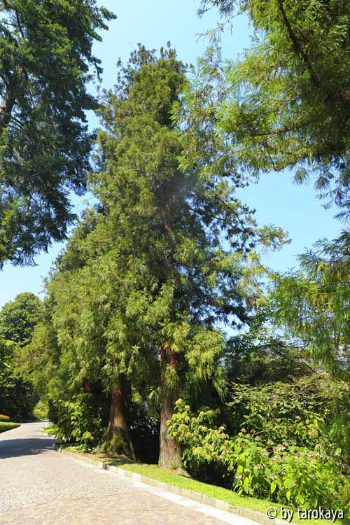 cryptomeria jap.