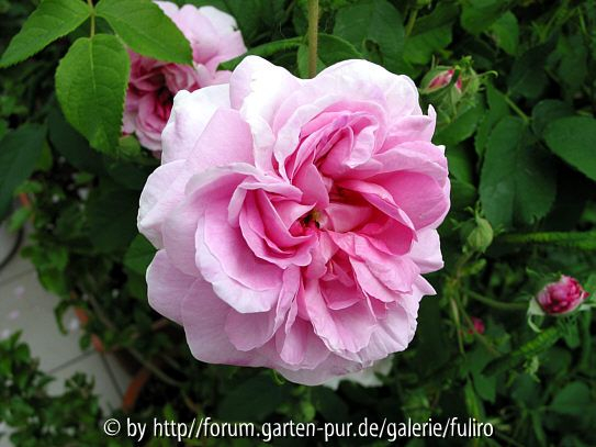Rosa damascena Ispahan