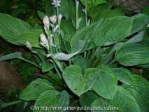 Hosta NN