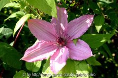 Clematis Hagley Hybrid