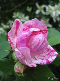 Honorine de Brabant 4425