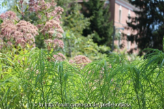 Bot. Garten Innsbruck