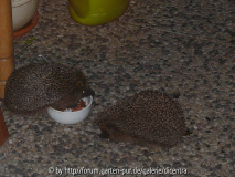 alles_meins_2013-08-17_329.jpg