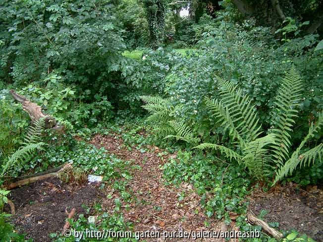 Wald5