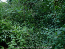 Wald2