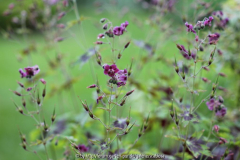 Geranium pheum