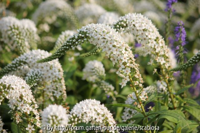Lysimachia cleth.