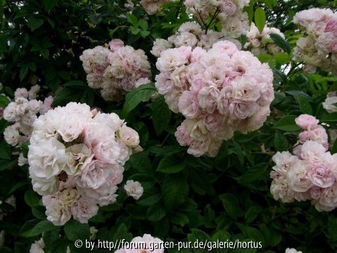 Rosen-Sämling ´Corsana´