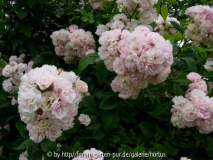 Rosen-Sämling ´Corsana´