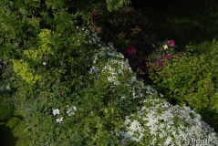 Maschendrahtzaun in Blüte
