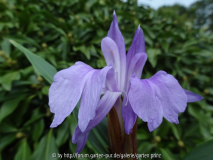 Roscoea purpurea Peacock's Eye Flower Au