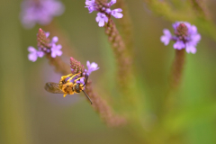 Schwebfliege in Verbena