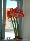 Amaryllis_rot-weiß / Mitte April2013