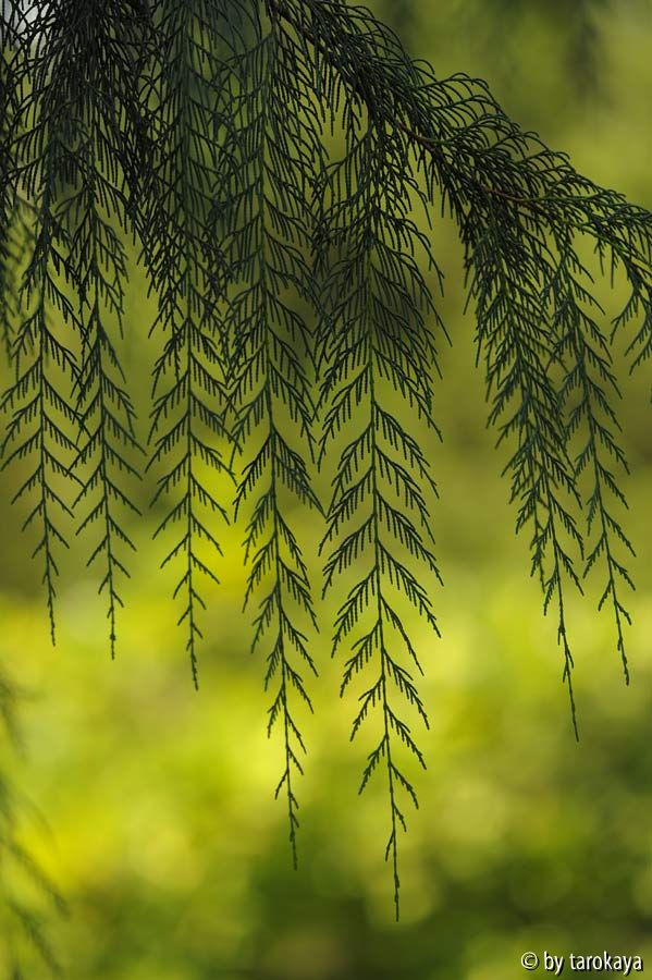 cupressus cashmeriana feine zweige